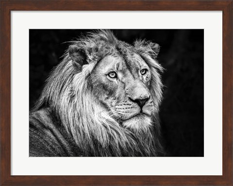 Framed Lion V - Black &amp; White Print