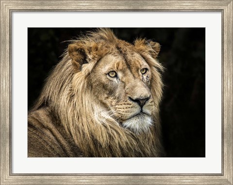 Framed Lion V Print