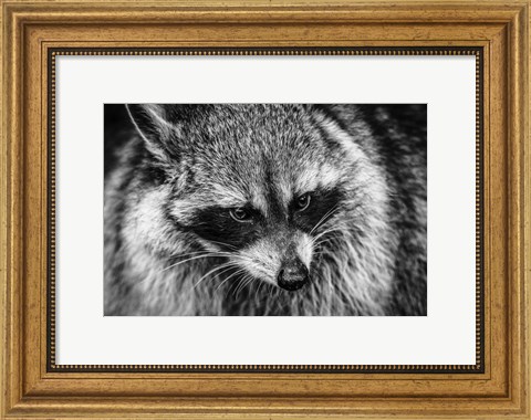 Framed Raccoon - Black &amp; White Print