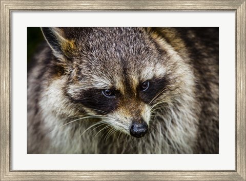 Framed Raccoon Print