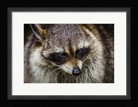 Framed Raccoon Print