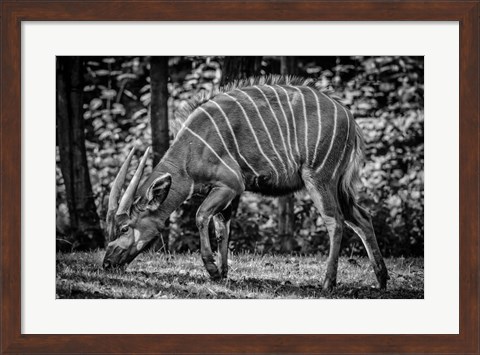 Framed Deer - Black &amp; White Print
