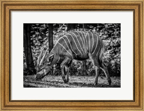 Framed Deer - Black &amp; White Print