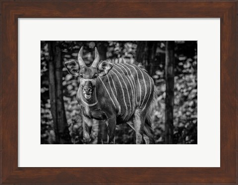 Framed Deer II - Black &amp; White Print