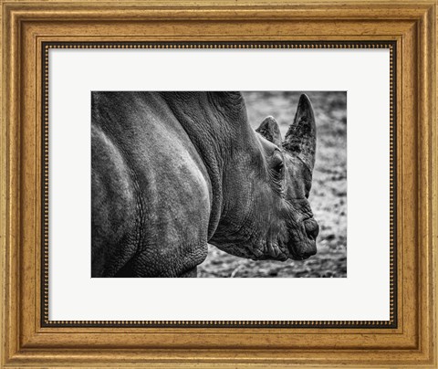 Framed Rhino - Black &amp; White Print