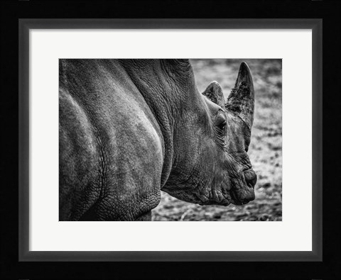 Framed Rhino - Black &amp; White Print