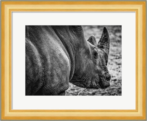 Framed Rhino - Black &amp; White Print