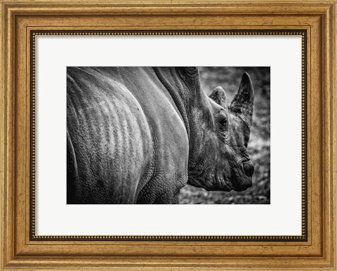 Framed Rhino II - Black &amp; White Print