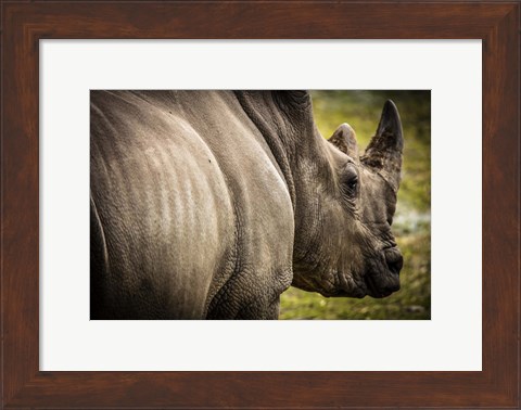 Framed Rhino II Print