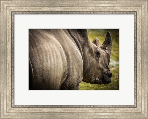 Framed Rhino II Print