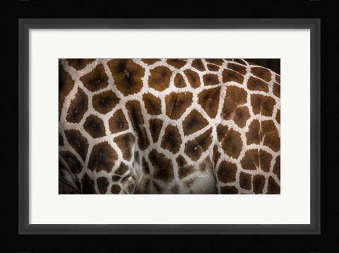 Framed Giraffe Print