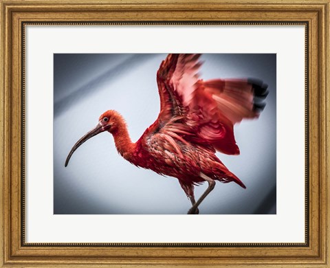 Framed Red Bird II Print