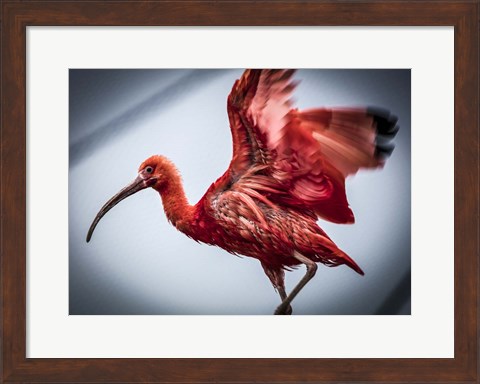 Framed Red Bird II Print