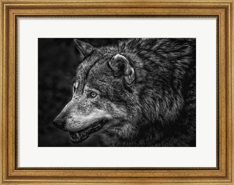 Framed Lone Wolf - Black &amp; White Print