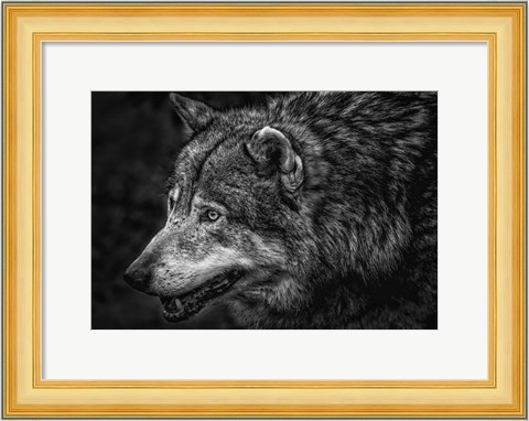 Framed Lone Wolf - Black &amp; White Print