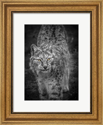 Framed Young Lynx Looking Up - Black &amp; White Print