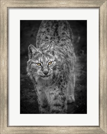 Framed Young Lynx Looking Up - Black &amp; White Print