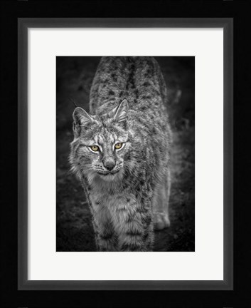 Framed Young Lynx Looking Up - Black &amp; White Print