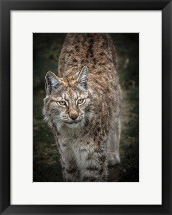 Framed Young Lynx Looking Up Print