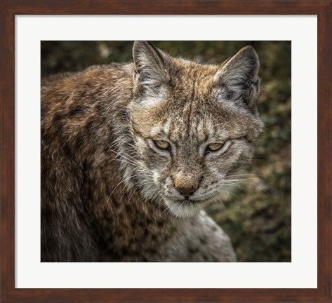 Framed Lynx II Print