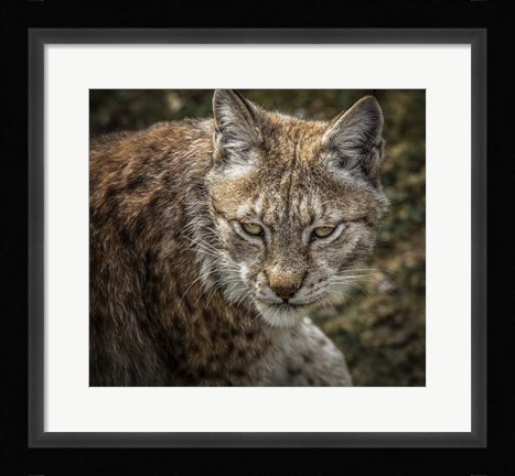 Framed Lynx II Print