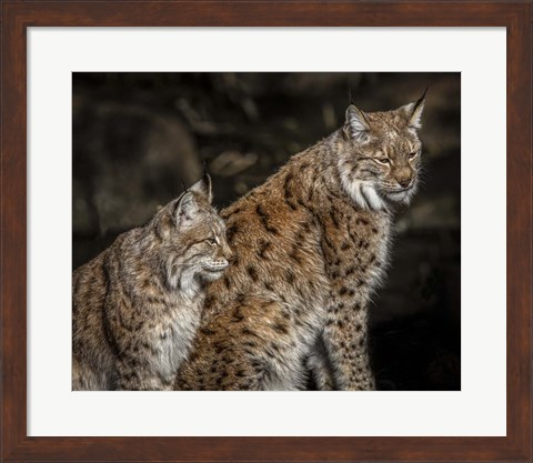 Framed Double Lynx Print