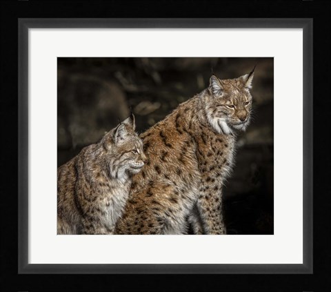 Framed Double Lynx Print