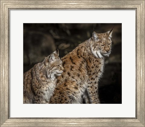 Framed Double Lynx Print