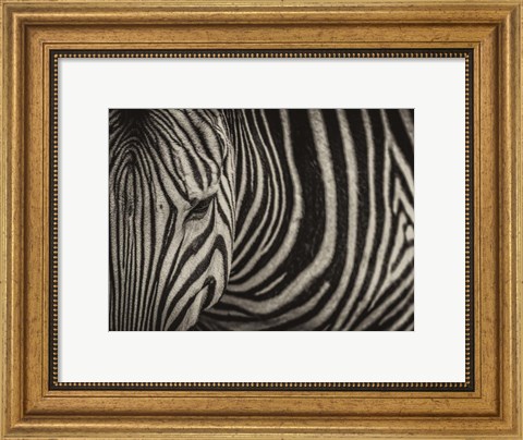 Framed Zebra Sepia Print