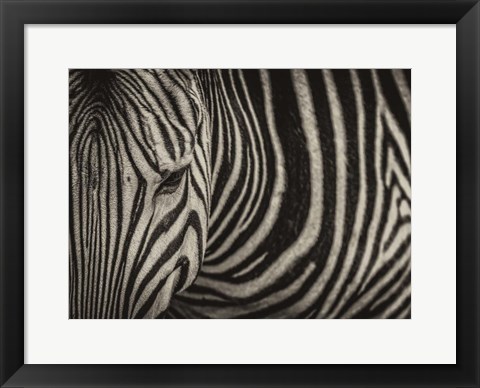 Framed Zebra Sepia Print