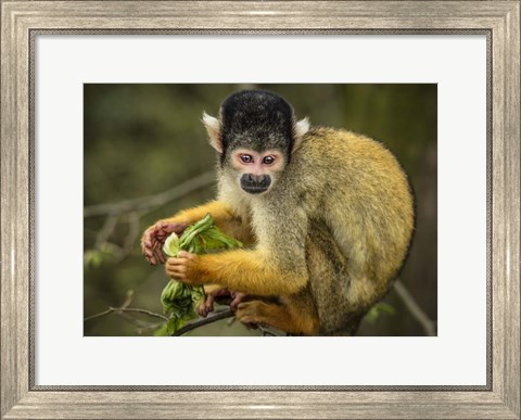 Framed Cute Monkey Print