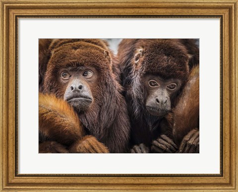 Framed Oranje Monkeys Print
