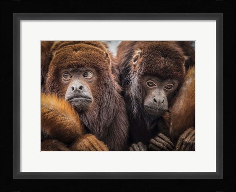 Framed Oranje Monkeys Print