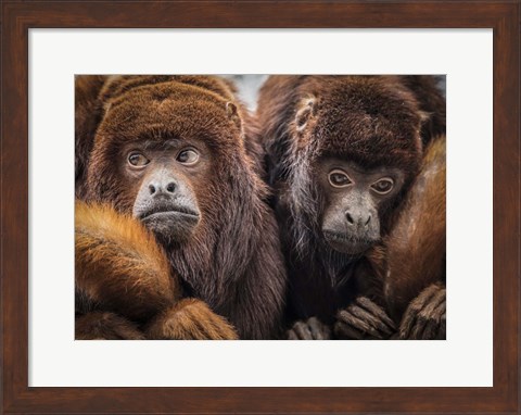 Framed Oranje Monkeys Print