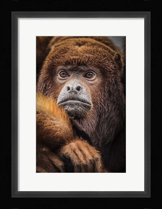 Framed Oranje Monkey Print