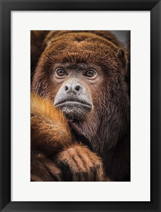 Framed Oranje Monkey Print