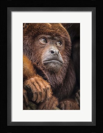 Framed Oranje Monkey II Print