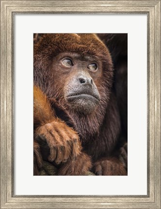 Framed Oranje Monkey II Print