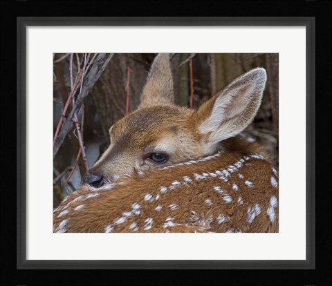 Framed Mule Deer Fawn Print