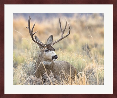Framed Mule Deer Buck Print