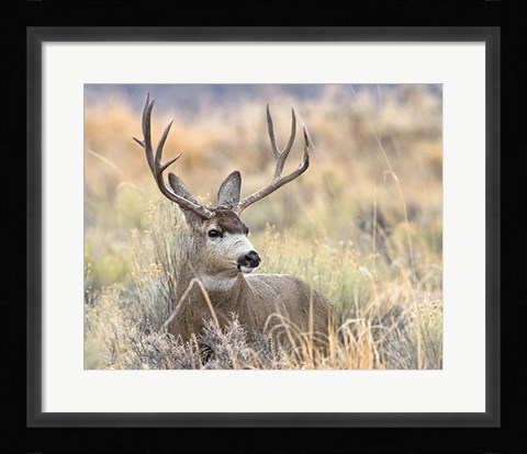 Framed Mule Deer Buck Print
