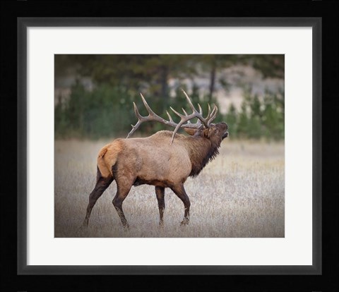 Framed Bull Elk Print