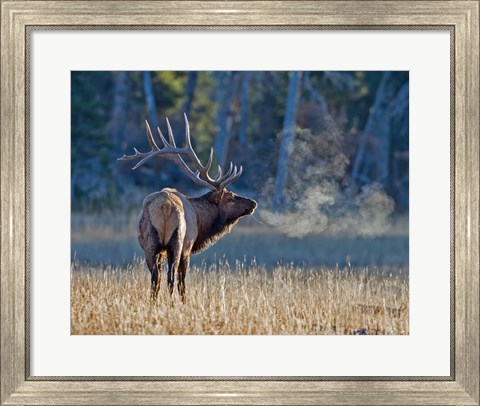 Framed Bull elk Print