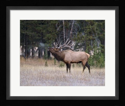 Framed Bull Elk Bugling Print