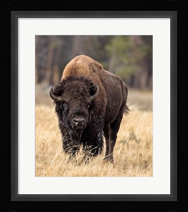 Framed Bull Bison Print