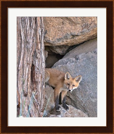 Framed Red Fox Kit Print