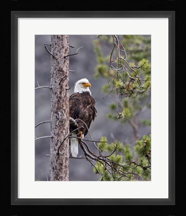 Framed Bald Eagle Print