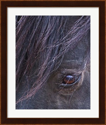 Framed Domino - S Steens Stallion Print