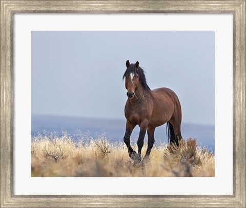 Framed Cherokee - S Steens Wild Stallion Print