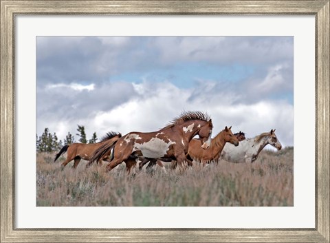 Framed South Steens Mustangs Print